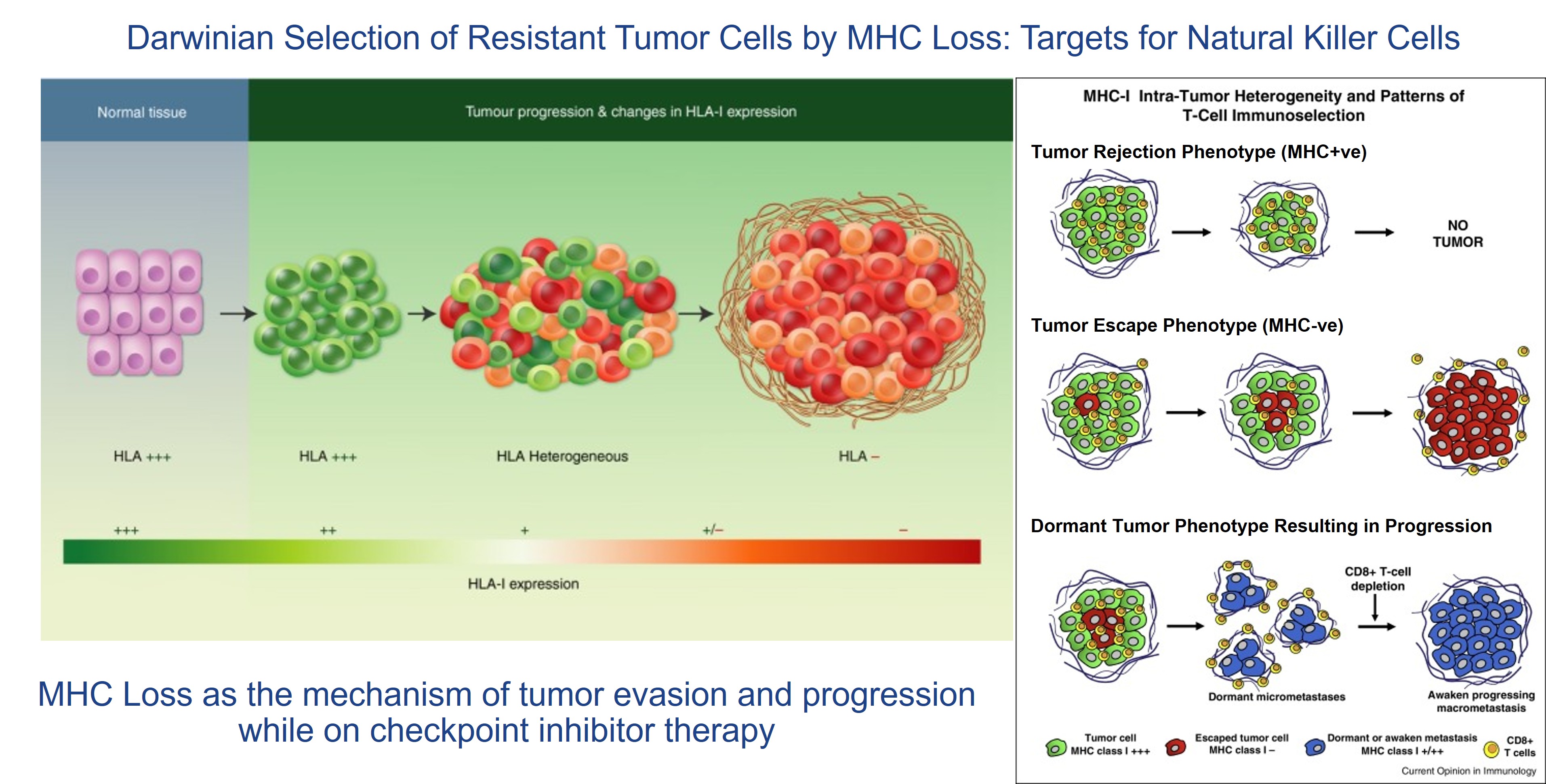 Clone & MHC Loss.jpg