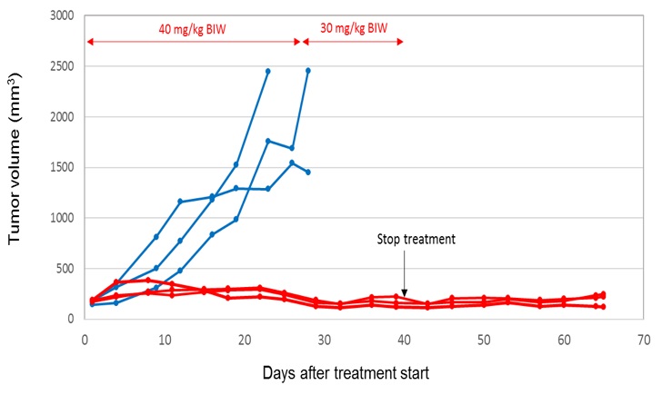 C:\Users\kdefran\Desktop\Syros Pharmaceuticals, Inc_10K_20180306\p19 SY1365 TNBC.jpg