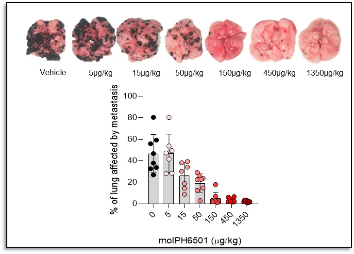 IPH6501 vivo tumor mo.jpg
