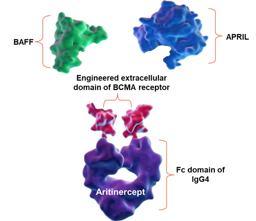 Picture12 Aritinercept.jpg