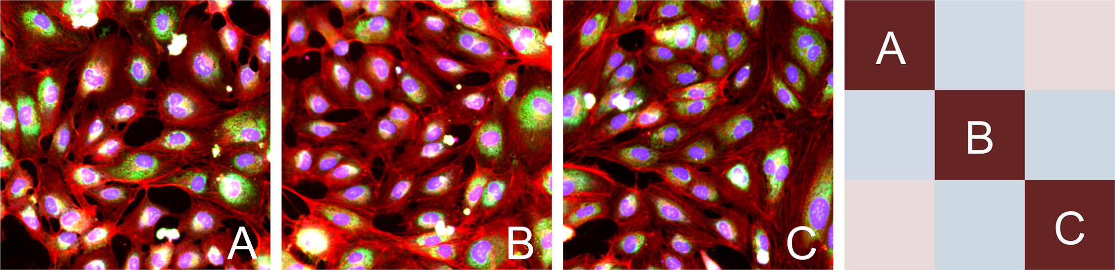 fig 14_cellular phenotypes (1).jpg