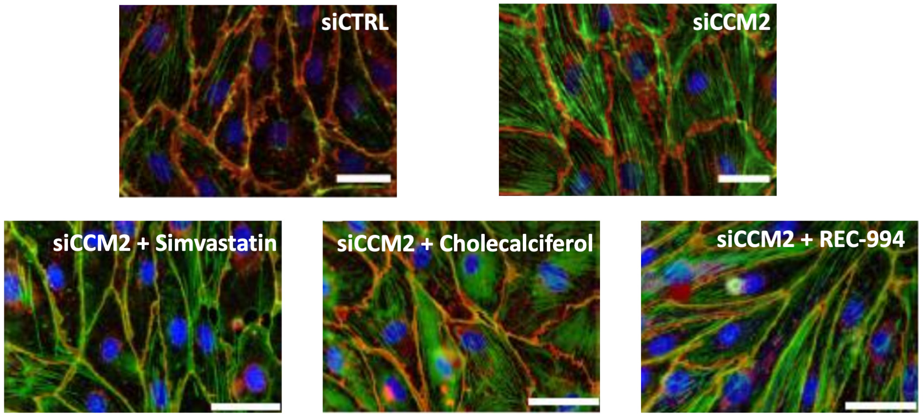 fig 34_structural pheno with CCM2.jpg