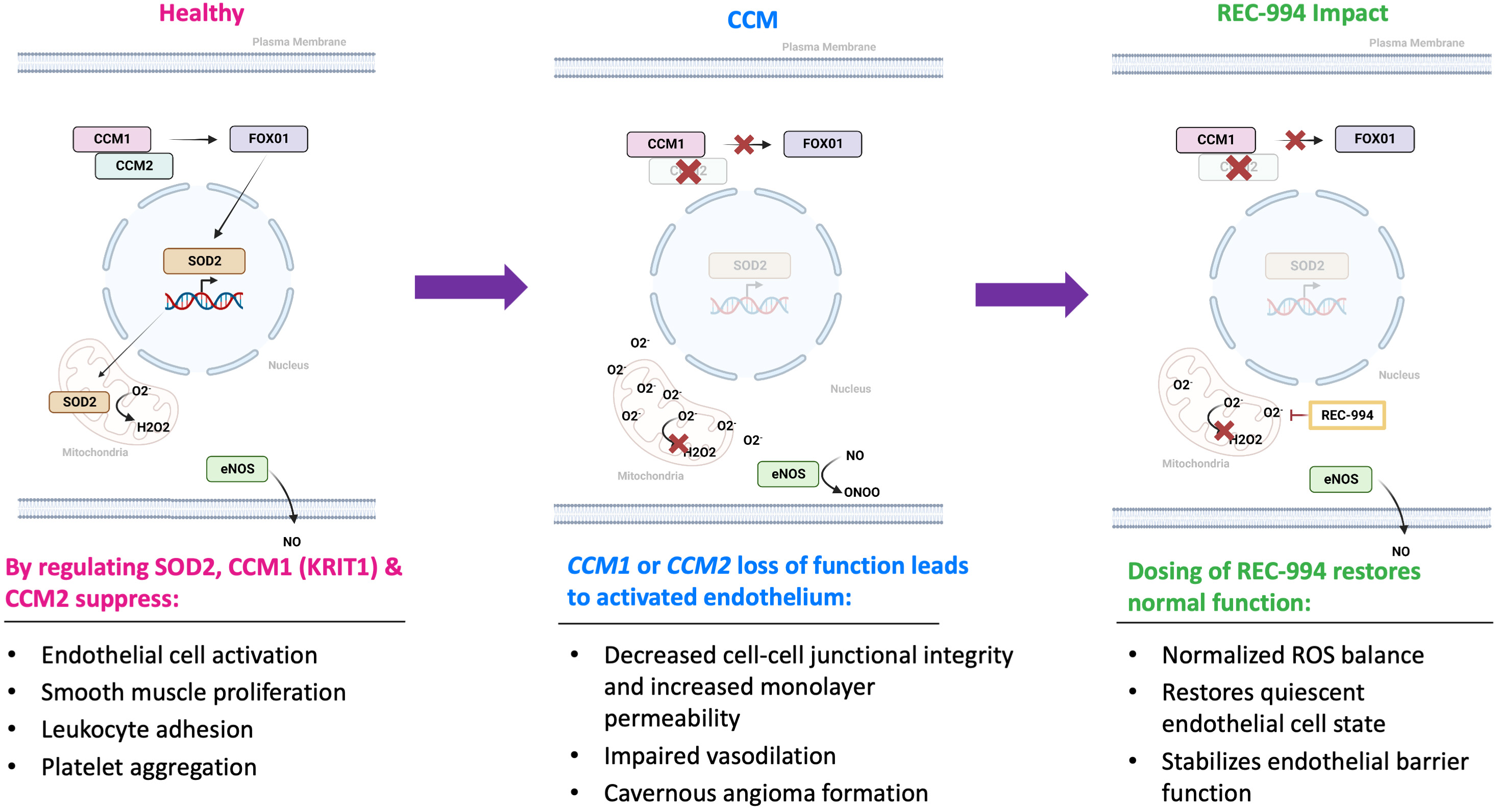 fig 35_RED-994 MOA.jpg