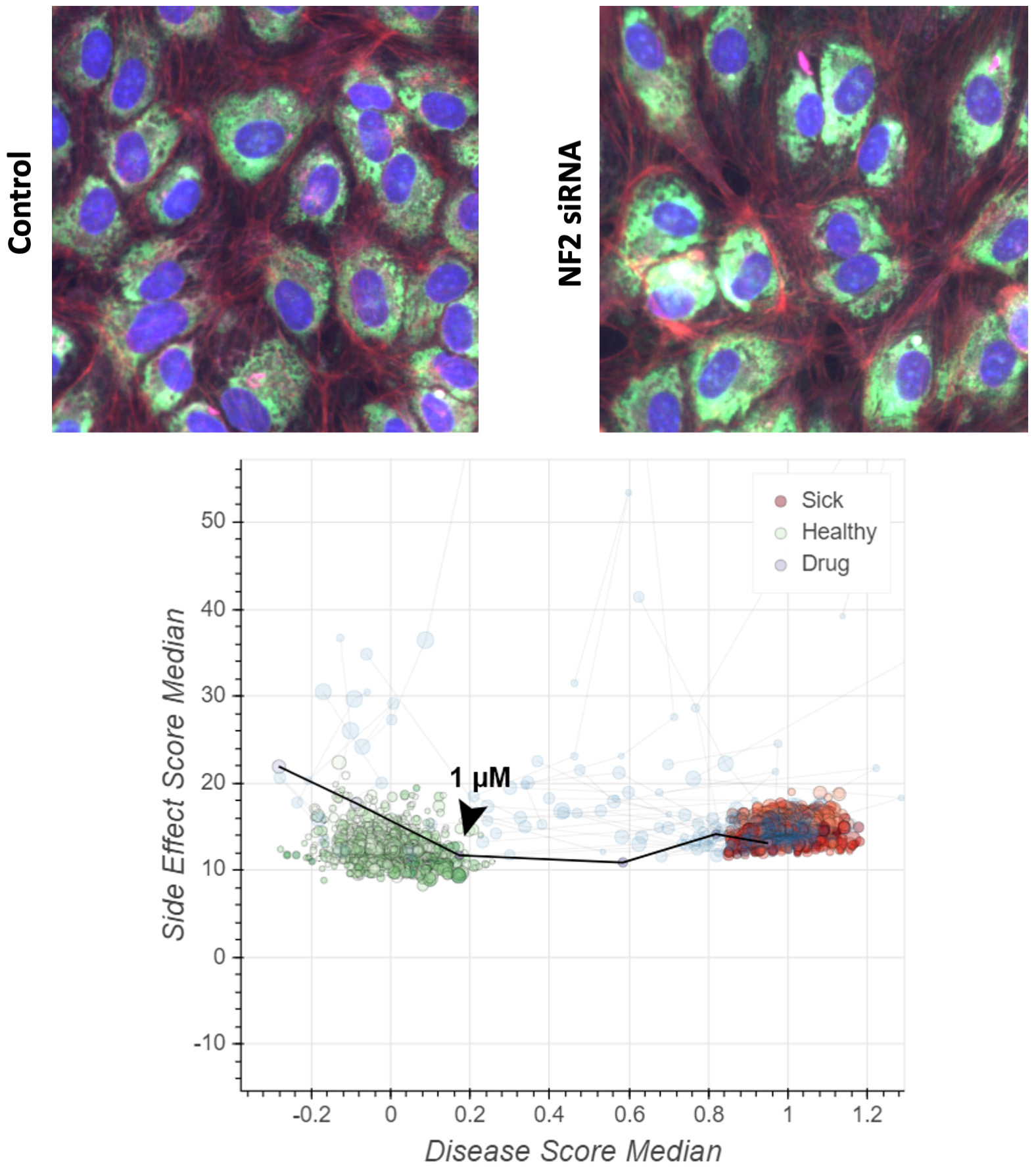 fig 39_REC-2282 rescued loss of NF2.jpg