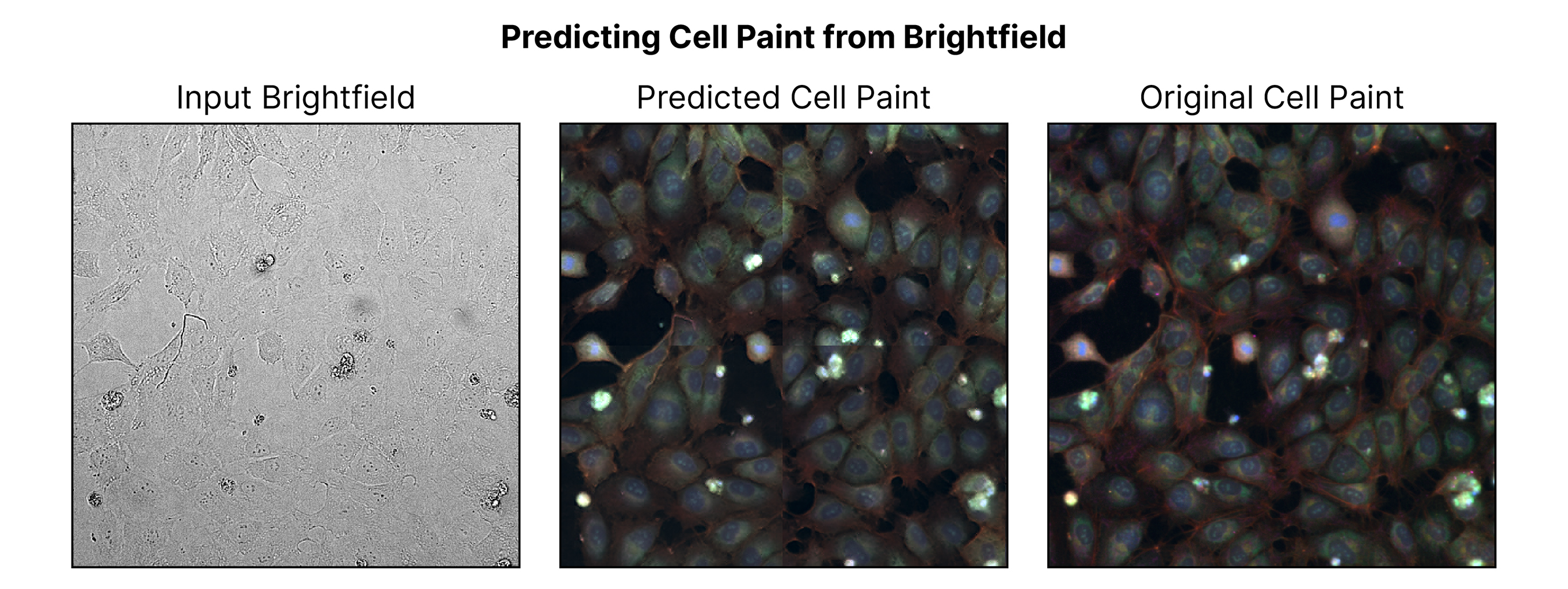 21_predict cell paint_zoom.jpg
