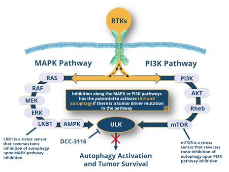 DCC-3116 mechanism of action.jpg
