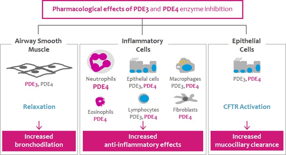pde34activityfor20fa08.jpg