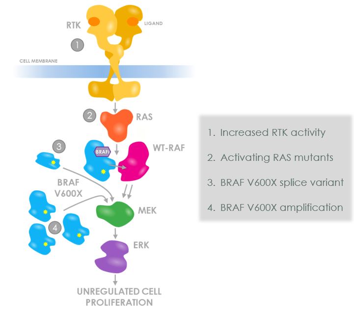 Resistance Mechanisms BRAF.jpg