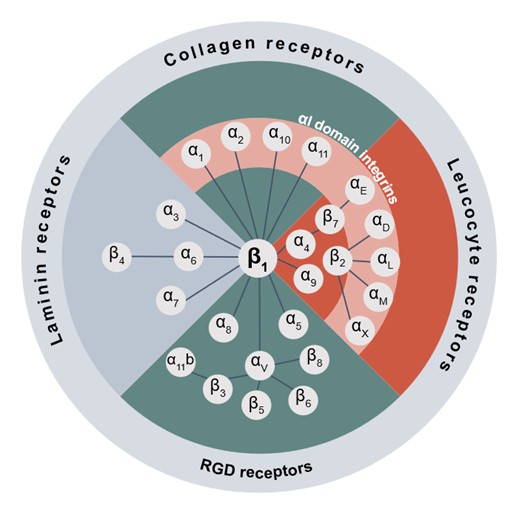 Integrin receptors by class.jpg
