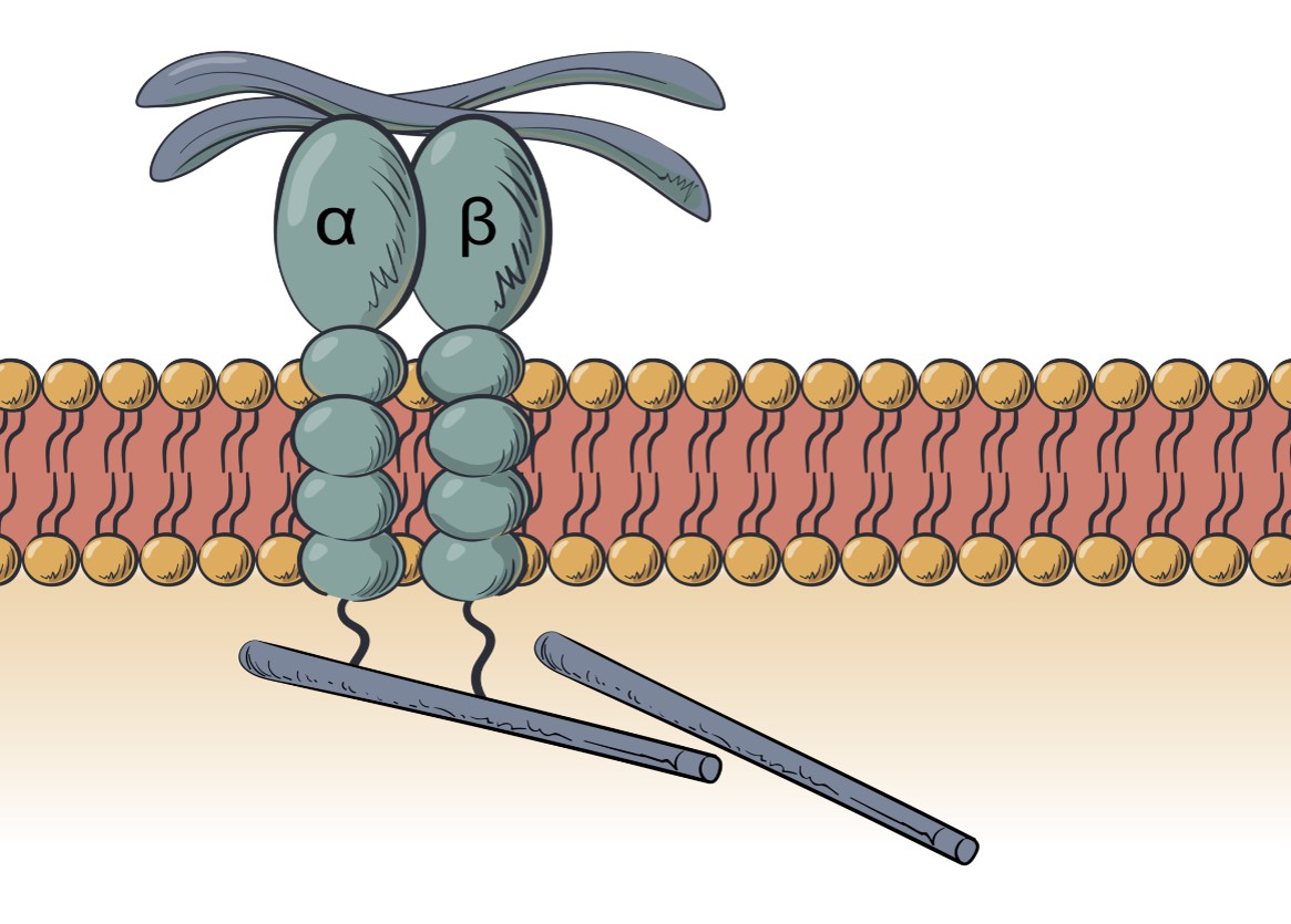 Integrin Structure.jpg