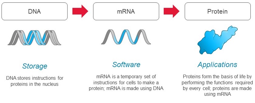 mrna-20201231_g2.jpg
