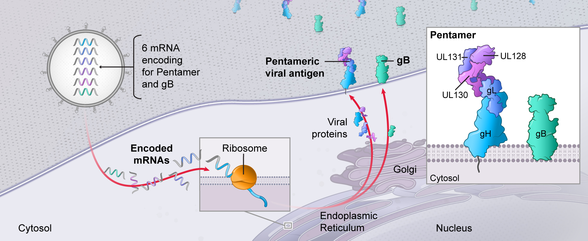 mrna-20201231_g26.jpg