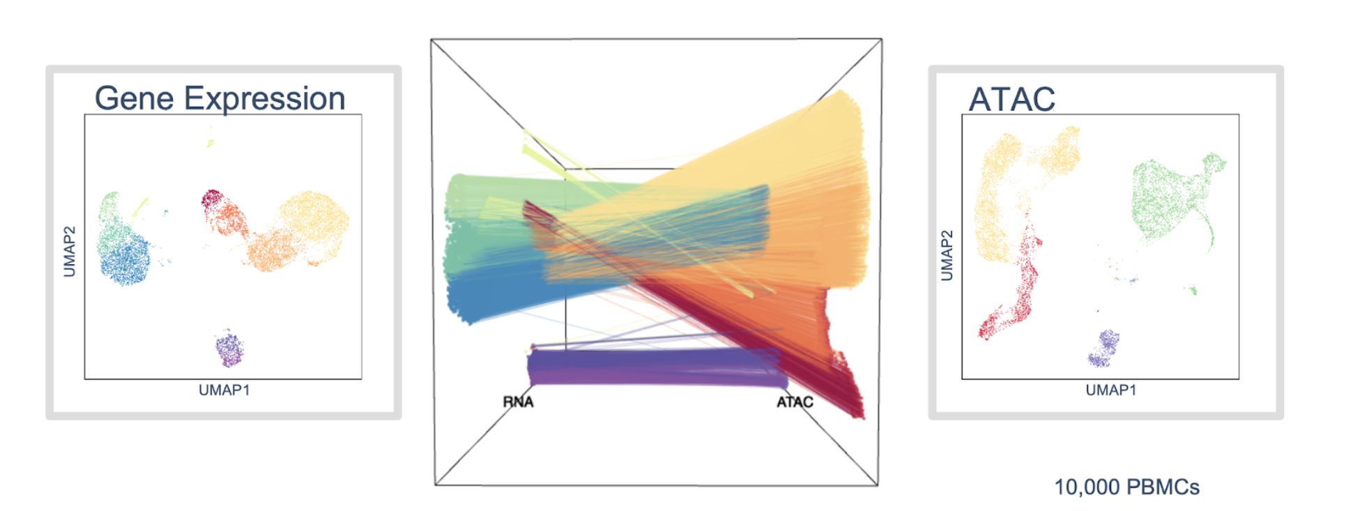 Single Cell Multiome ATAC+Gene Expression.jpg