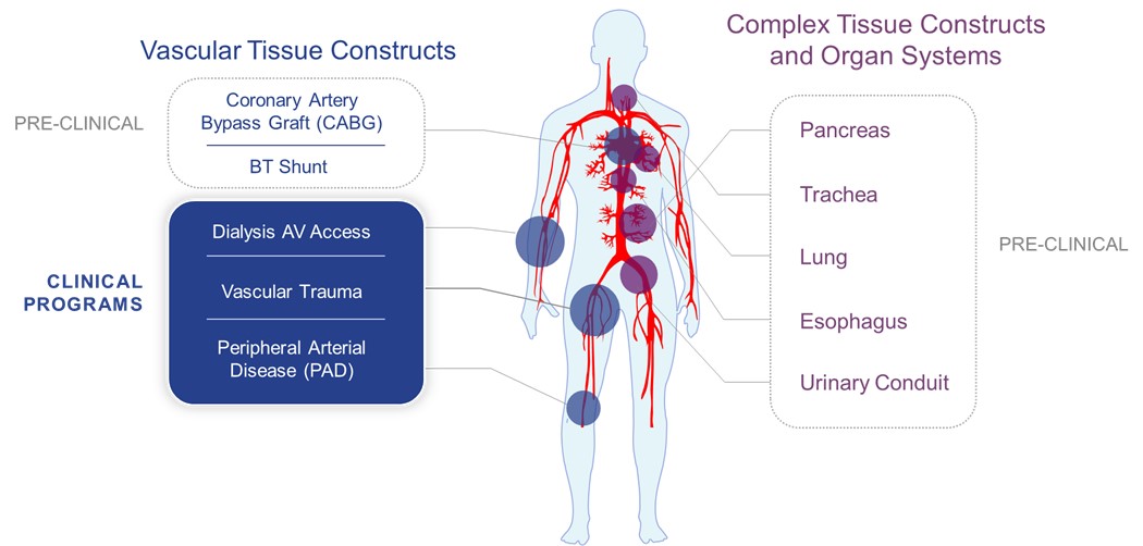 Tissue Constructs.jpg