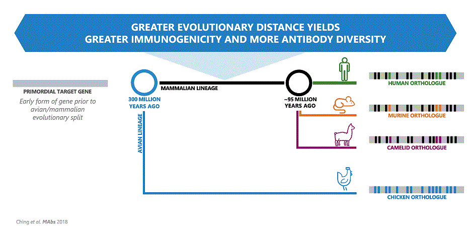 Greater Evolutionary Image.gif