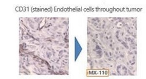 A close-up of cells

Description automatically generated